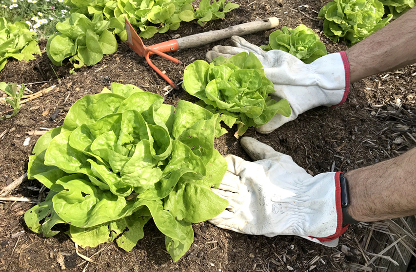 Eté au jardin : se faciliter le travail en 20 conseils