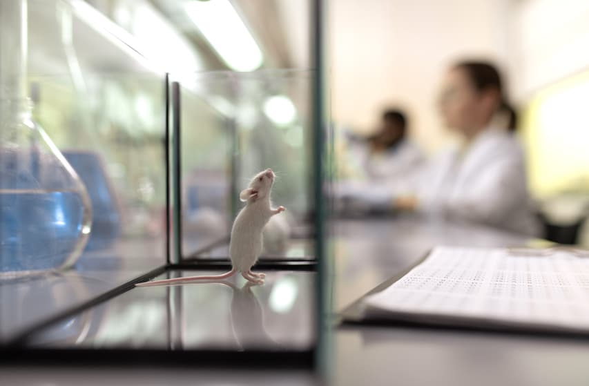 Lithium et Alzheimer